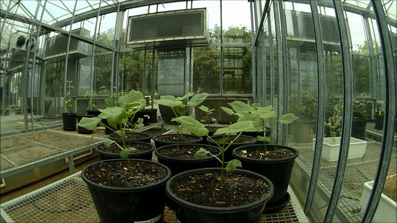 Cotton Plant Time Lapse