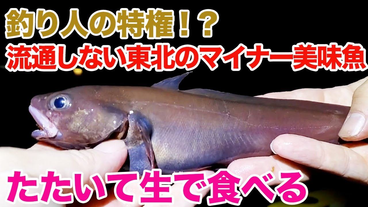 釣り人の特権！？流通しない東北のマイナー美味魚をたたいて生で食べる