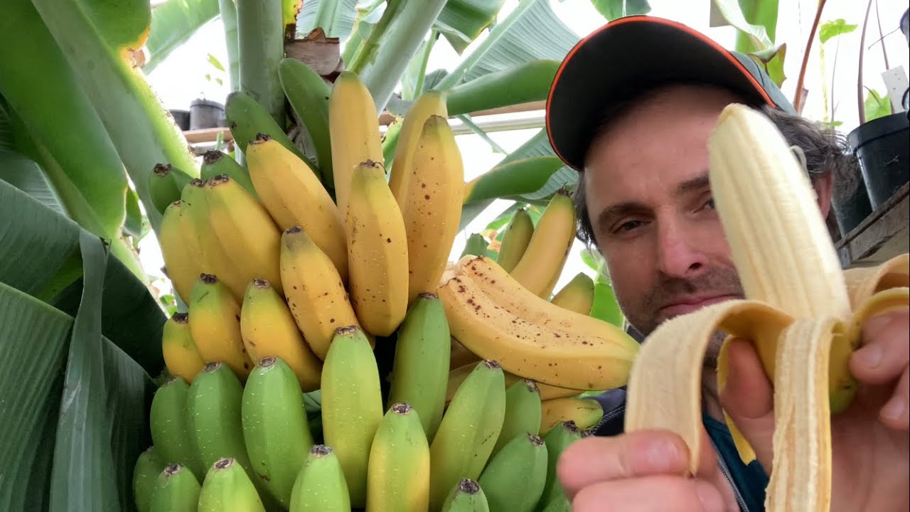 Musa acuminata dwarf cavendish , banany dojrzały !!! 🍌🍌🍌😋
