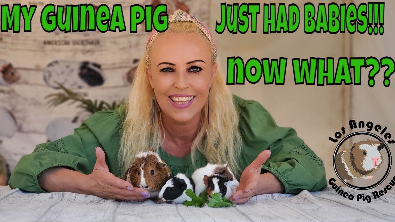 My Guinea Pig Just Had Babies!!  Now What???   EVERYTHING YOU NEED TO KNOW!!!!