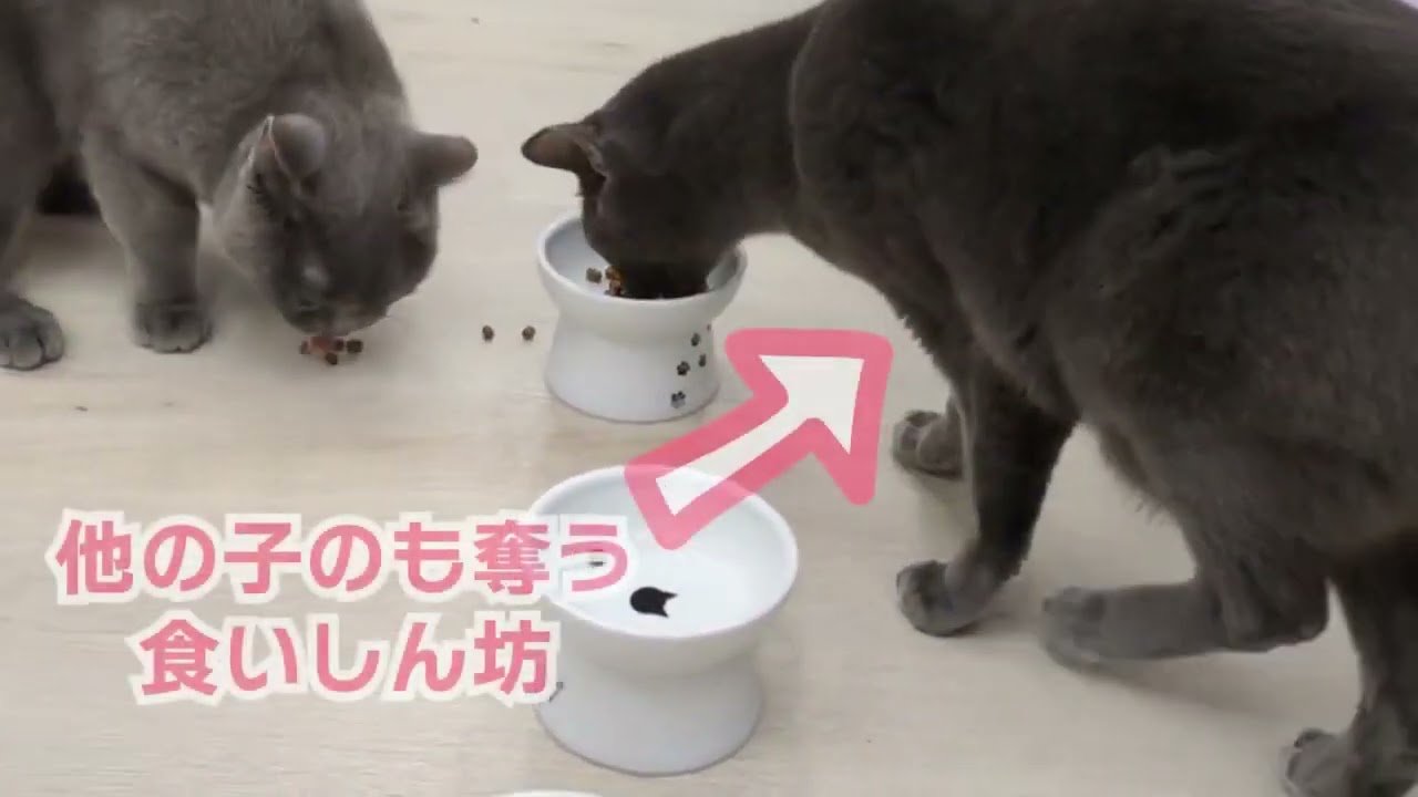 モグニャンの口コミ｜保護猫3匹が実際食べている様子