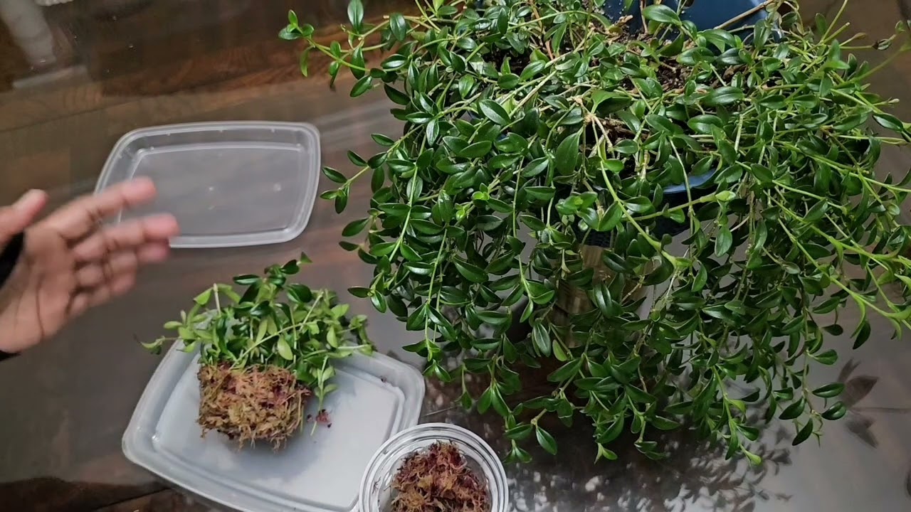 Results of #Goldfish #plants #propagation in #Sphagnum #Moss