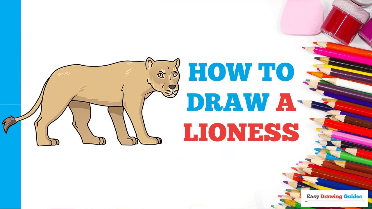 How to Draw a Lioness in a Few Easy Steps: Drawing Tutorial for Beginner Artists
