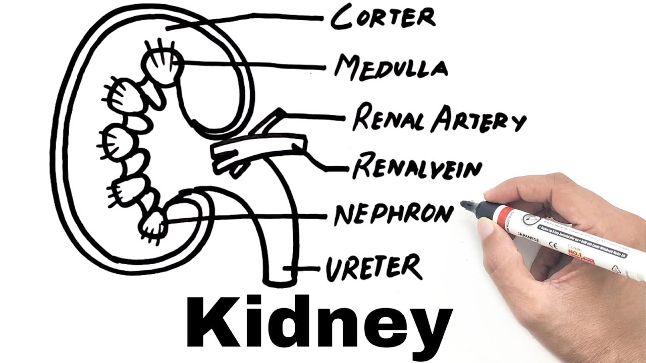 Kidney Diagram Easy | YoKidz Channel | YoKidz Drawing