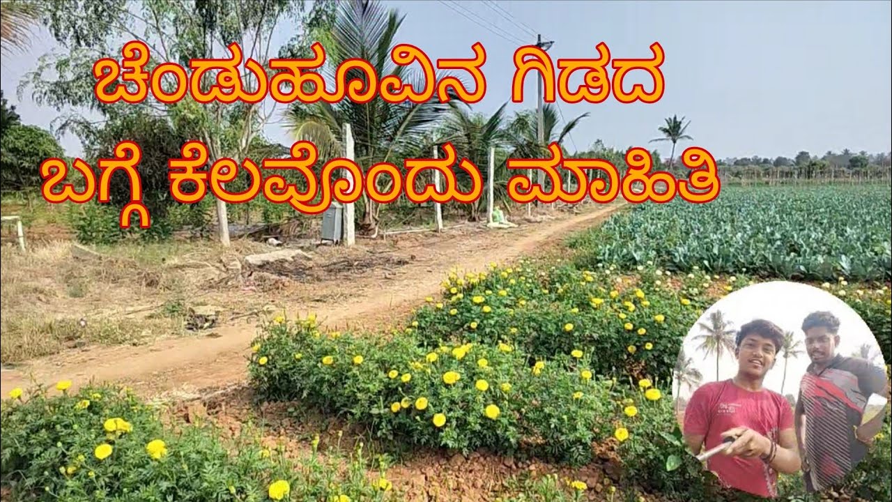ಚೆಂಡುಹೂವಿನ ಗಿಡದ  ಬಗ್ಗೆ ಕೆಲವೊಂದು ಮಾಹಿತಿ please like me channel subscribe 