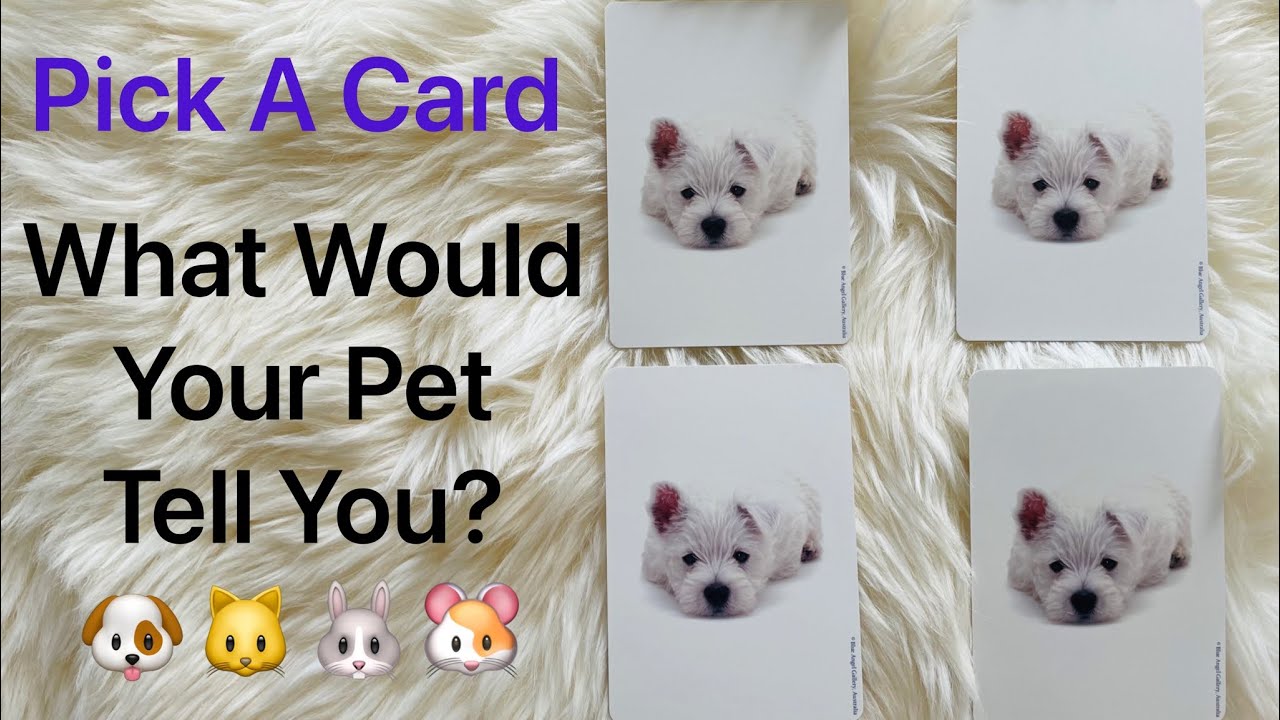 Pick A Card - What Would Your Pet Tell You? ❤️👅