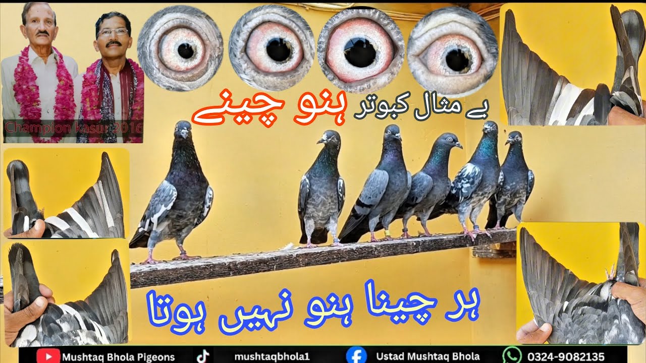 ہنو چینا|| اُستاد باؤ طاہر شریف پاک ہیرو والے ہنو چینے||باکمال رزلٹ کے مالک||