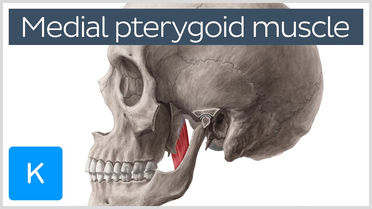 Medial Pterygoid Muscle: Origin, Insertion, Function & Nerve Supply - Anatomy |&nbsp;Kenhub