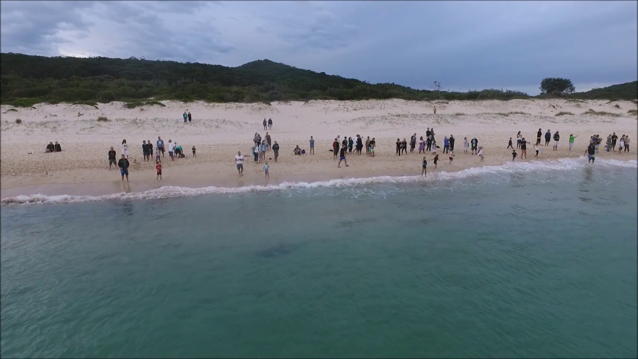 Sharks at Fingal Bay NSW. 2017