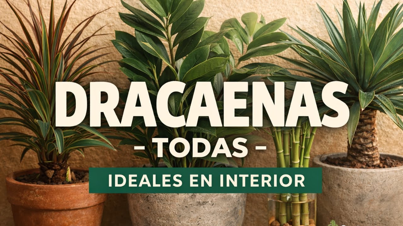 Tipos de Drácenas: Muchas Variedades, Cuidados y Ubicación 🌿