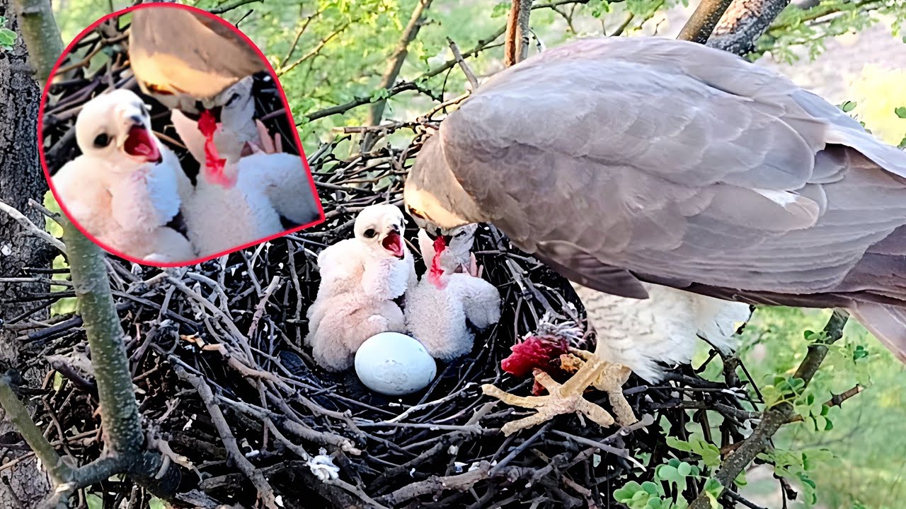 Falcon bird is feeding meat to its babies @AnimalsandBirds107