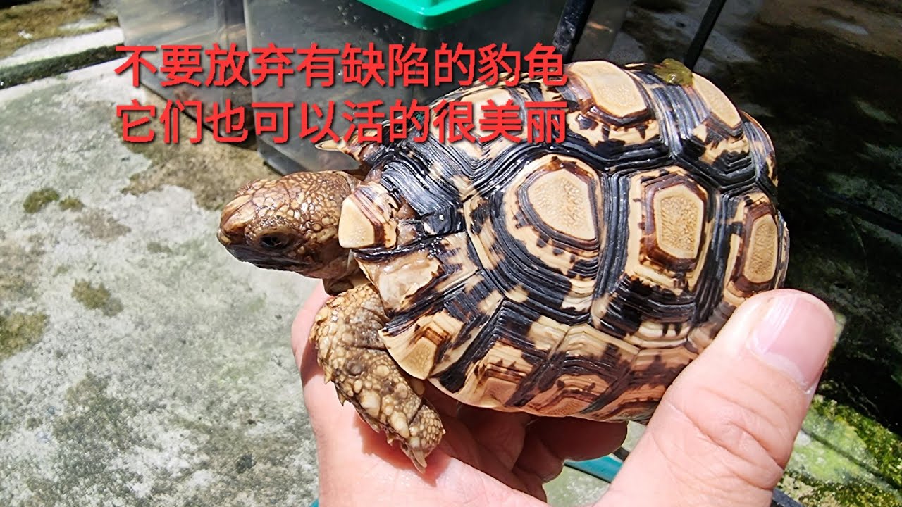 不要放弃有缺陷的豹龟，它们也是可以活的很美丽。