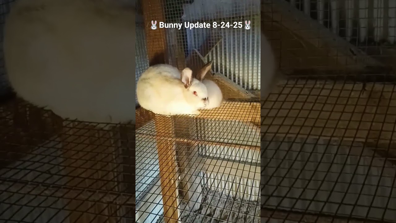 &hearts;️🐰 Rabbit Update &hearts;️🐰