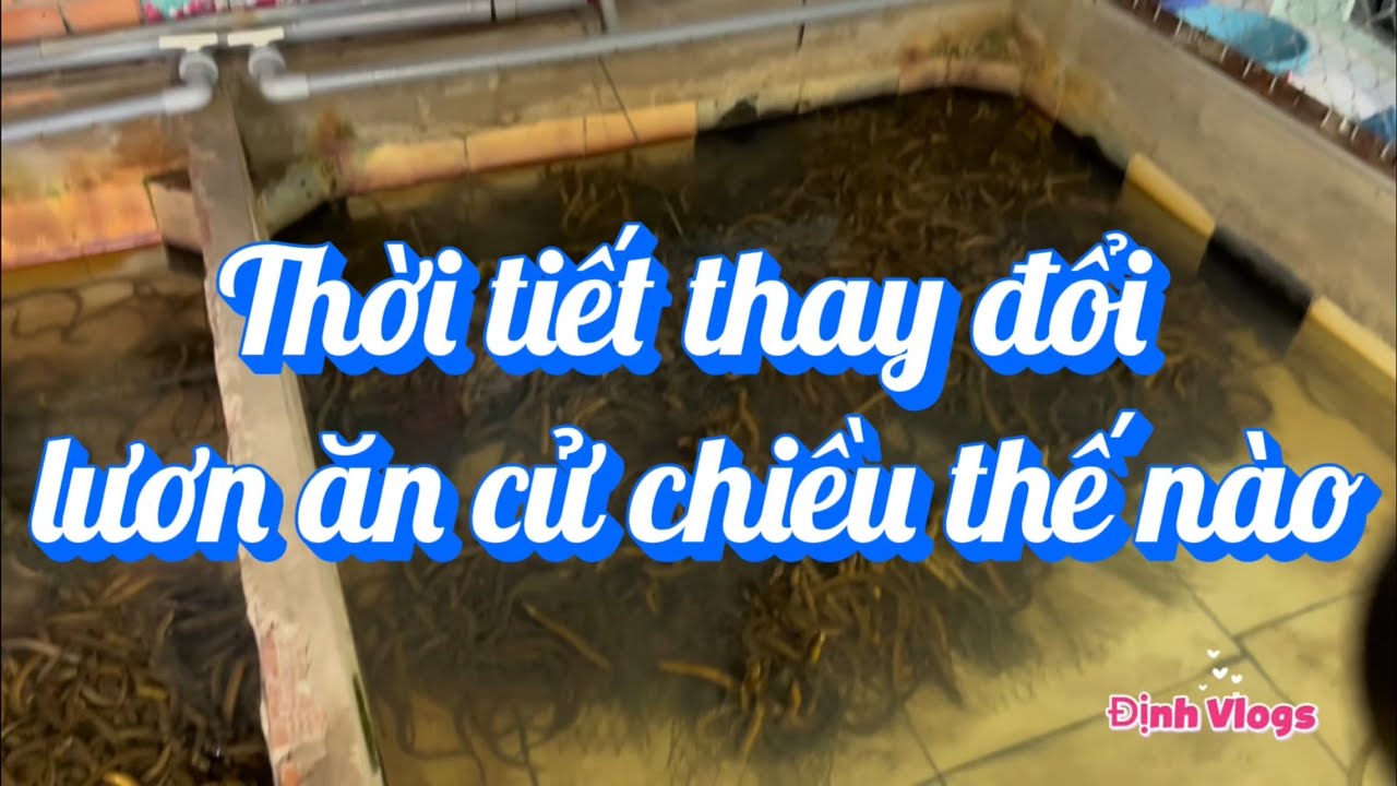 Thời tiết thay đổ hôm nay lươn ăn thế nào 