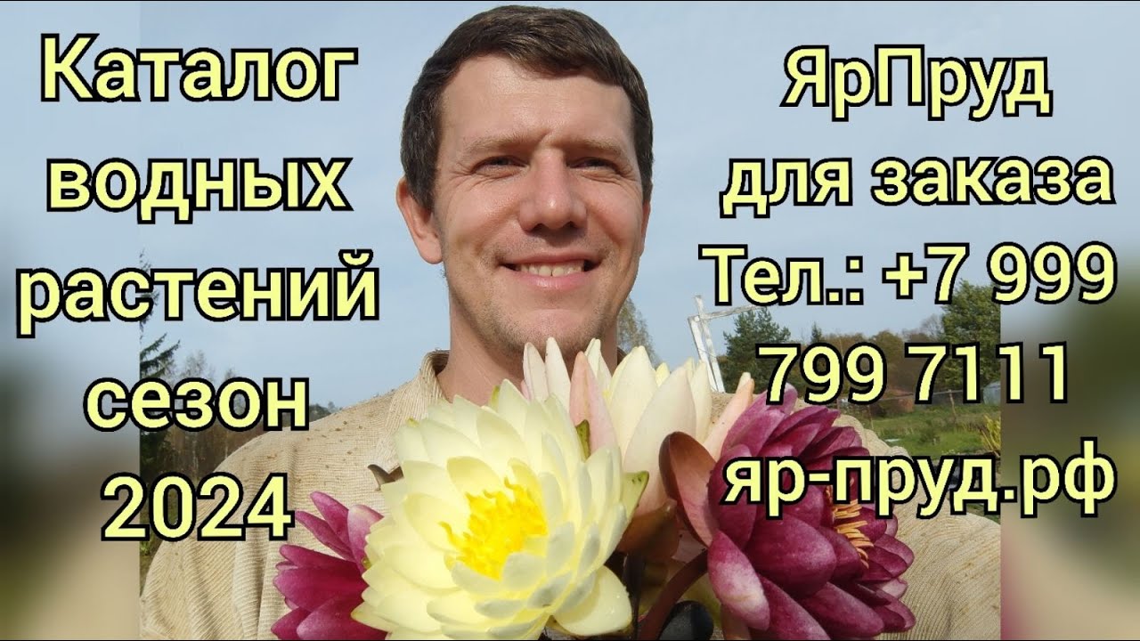Питомник водных растений ЯрПруд Каталог 2024