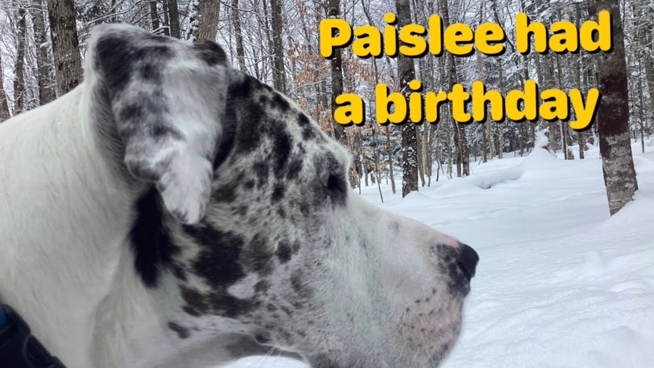 My beautiful Great Dane had a birthday.