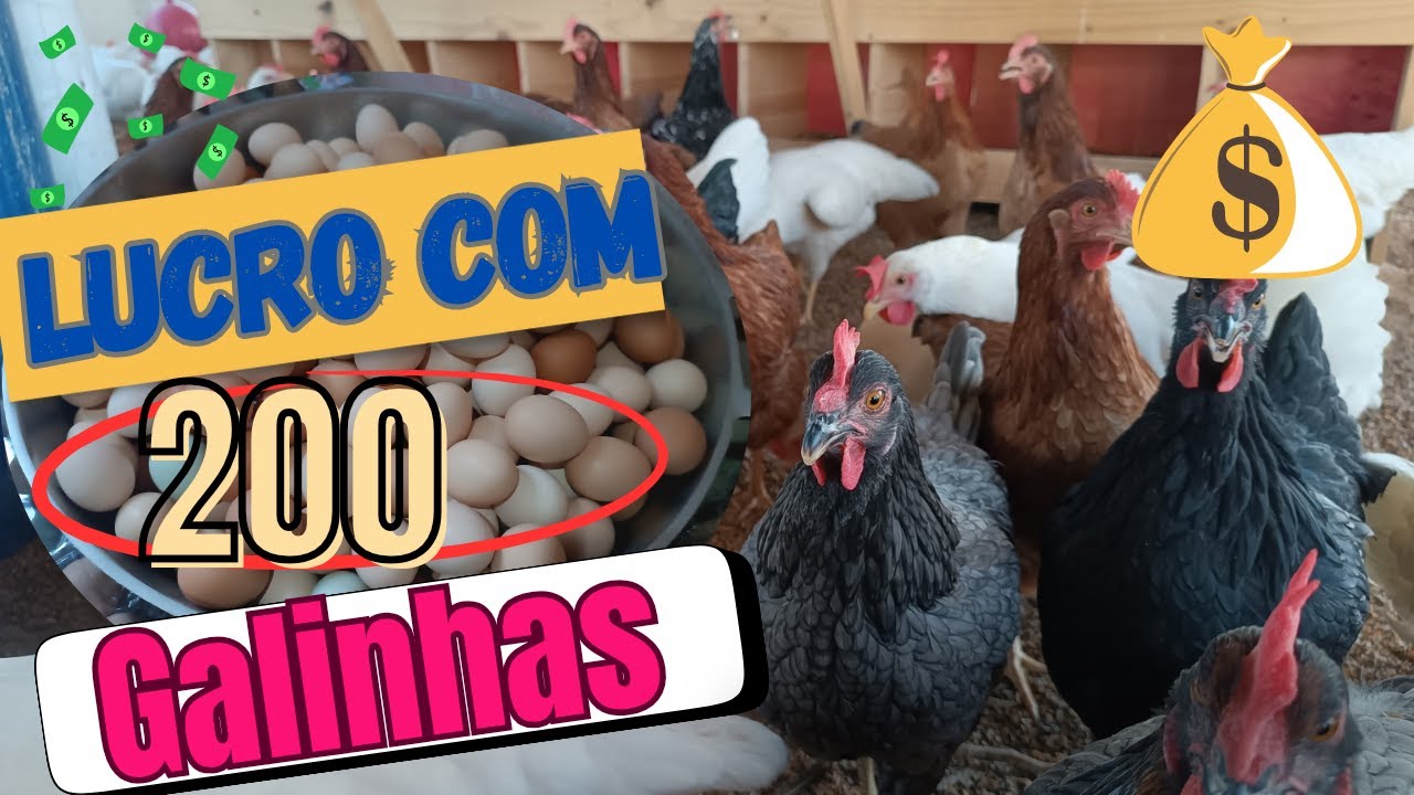 200 GALINHAS!! QUANTO DA PARA TIRAR DE LUCRO POR MÊS?