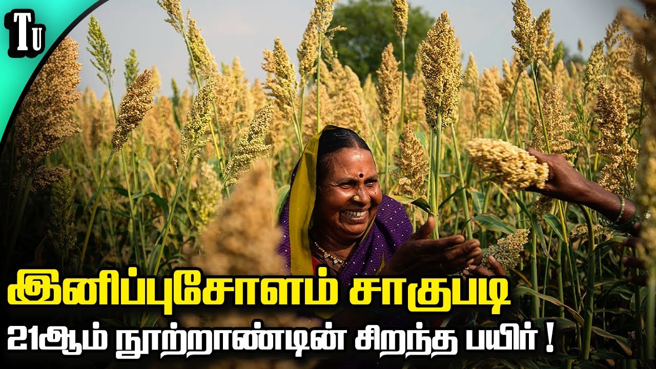 21ஆம் நூற்றாண்டின் சாகுபடிக்கு சிறந்த பயிர் - Sweet Sorghum !