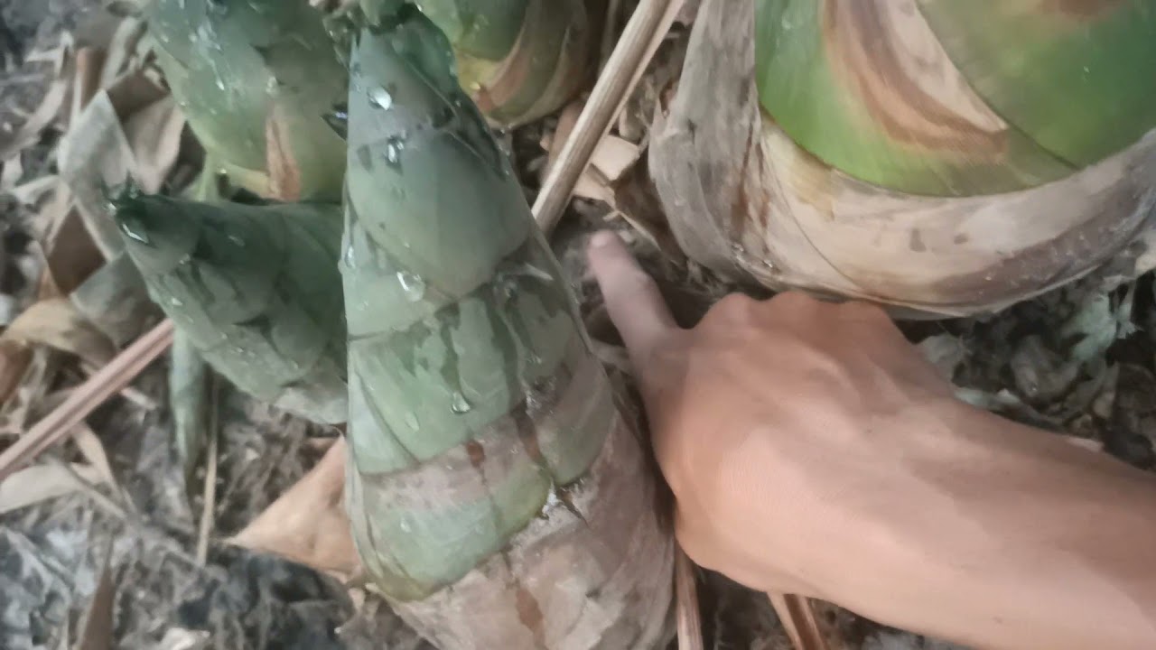 Tham Quan Vườn Tre Điền Trúc | Kỹ Thuật Sắn Măng