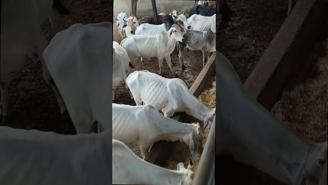 #Gau