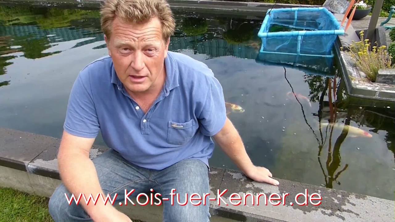 Koi Blog #157 - So bitte nicht !!! Koi laichen...