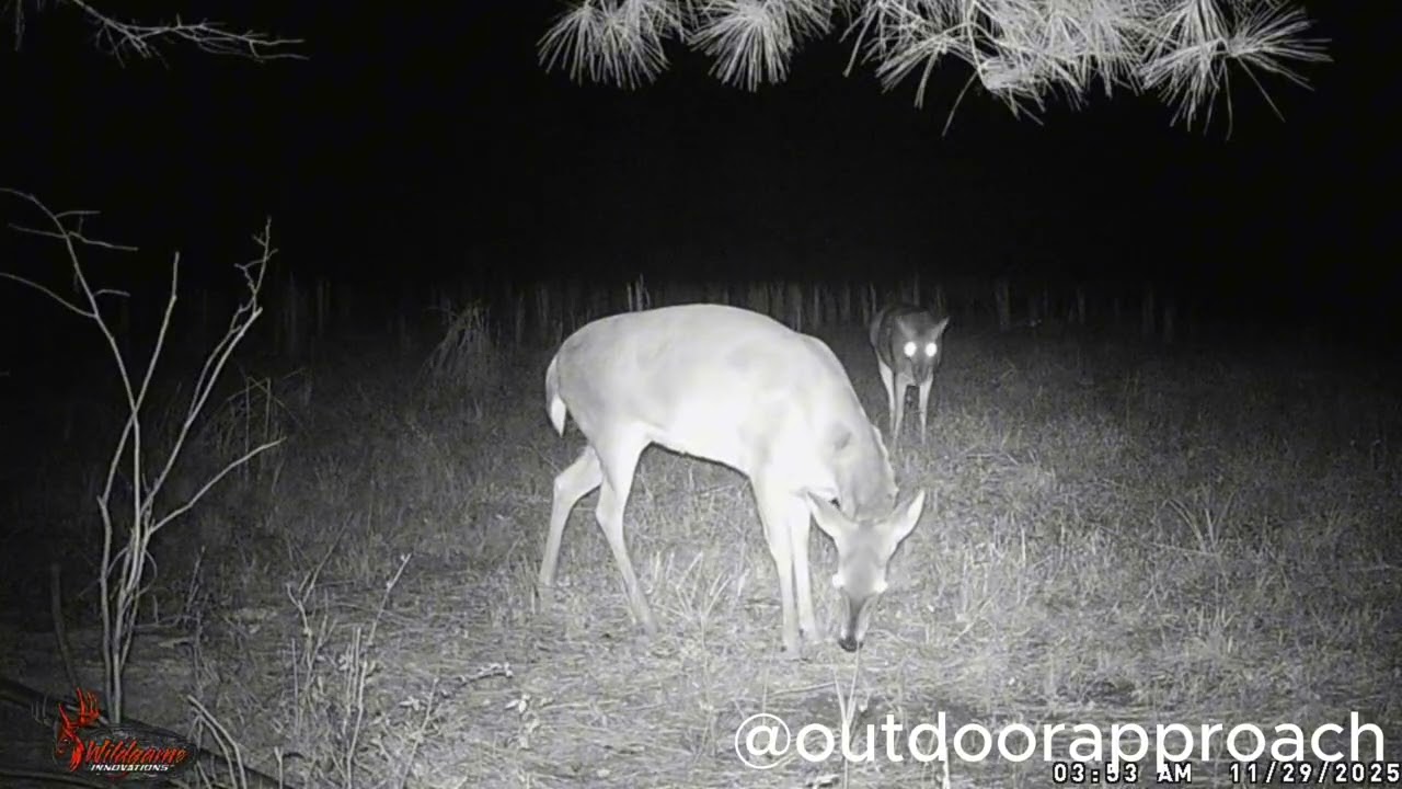 🦌🦌Game cam video of some nice whitetail 