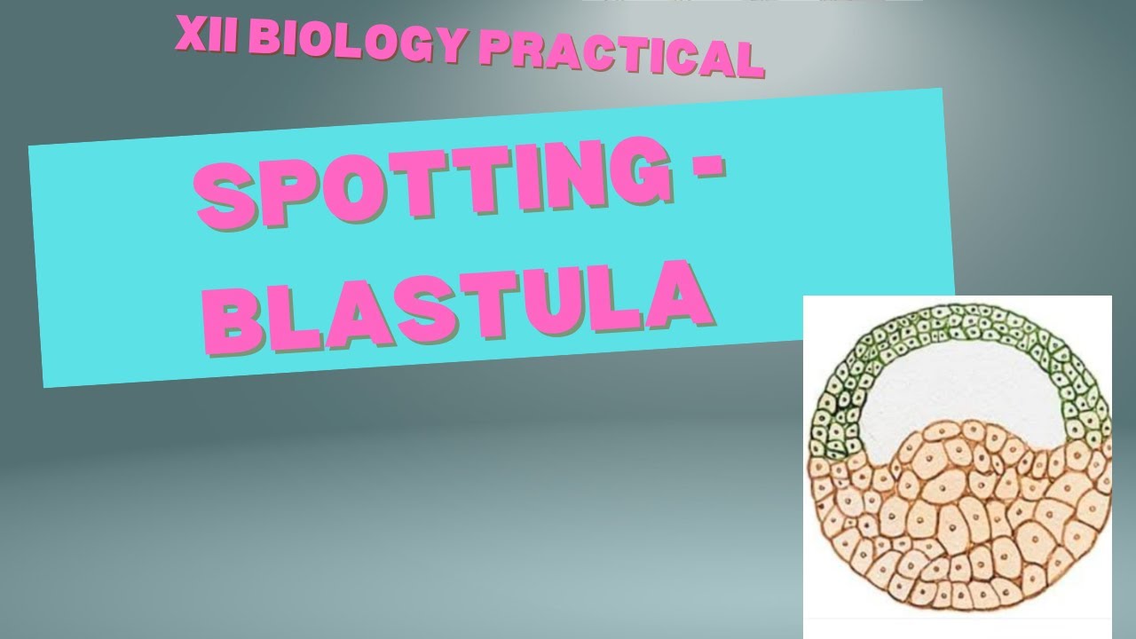 Spotting- T.S. Blastula/ XII Biology Practical