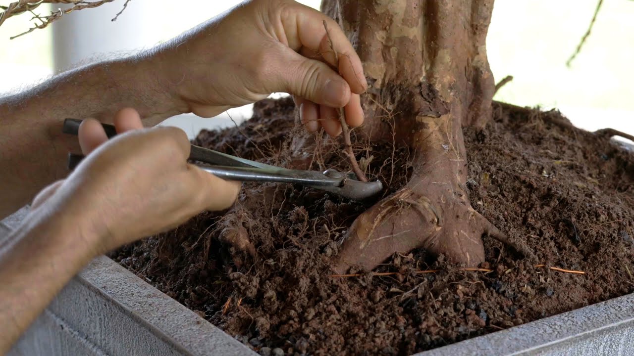 O Novo Estilo de Mona Lisa - Bonsai de Jabuticabeira (Vaso, Aramação e Estilização) 4