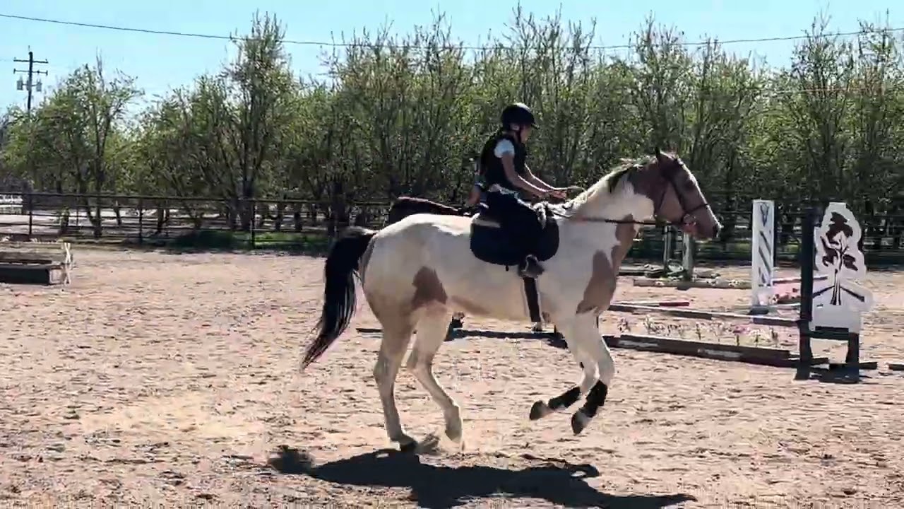 Jump! Cross rails !! 9 year old #horse #equestrian 
