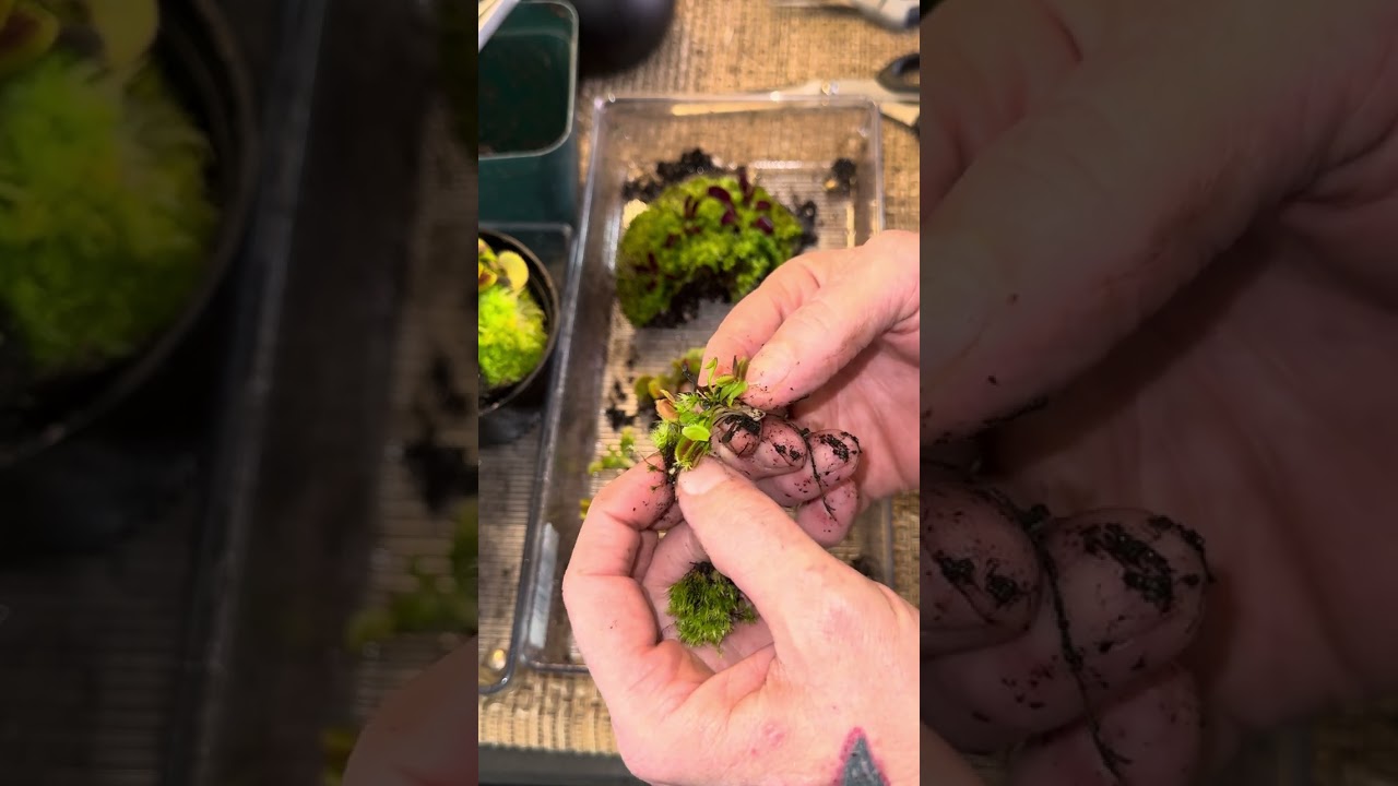 Transplanted and removing star moss with a pot of Dionaea M 