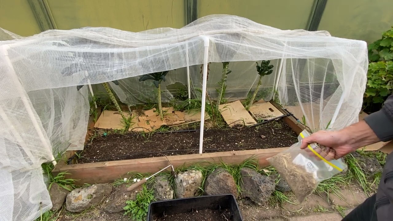 Sow your Carrots Properly to Get Plenty - #150 Daily In the Garden