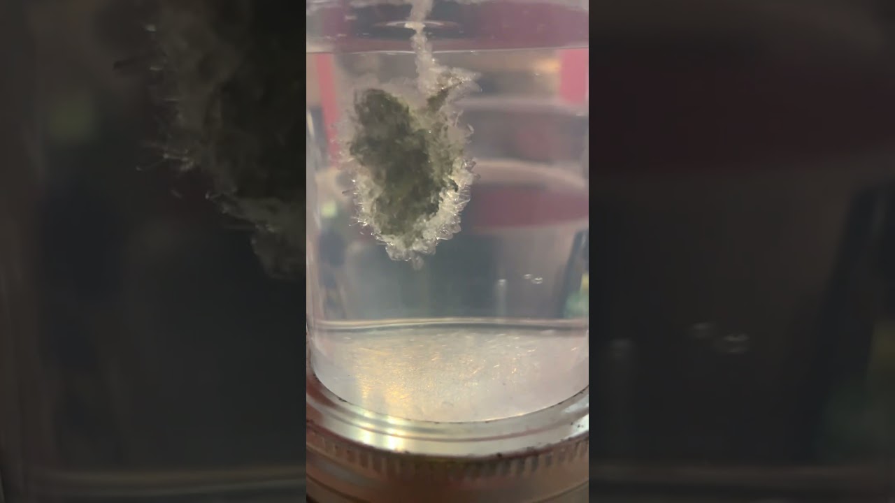 I&rsquo;m the first in history to #grow crystals on bud! I&rsquo;ll be making rock bud candy #crystals #candy
