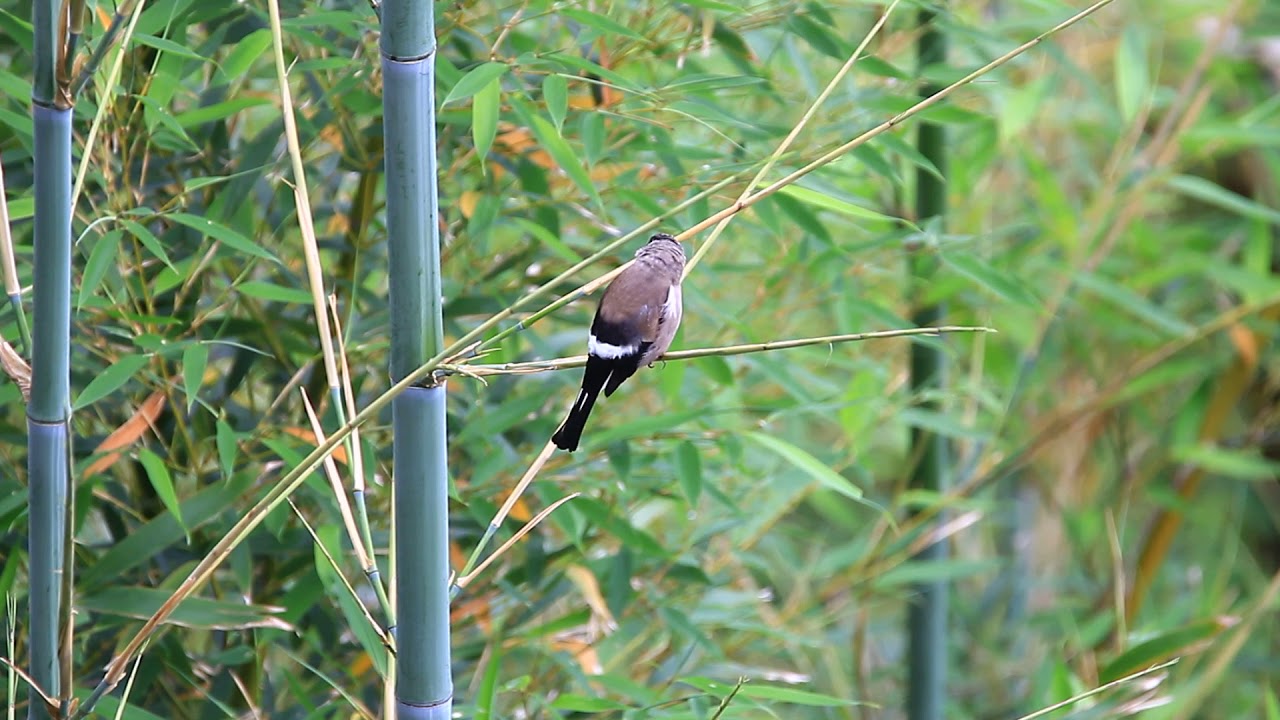 Brown bullfinch, 褐鷽, 褐灰雀