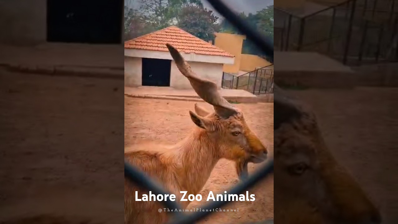 Animals of Lahore Zoo | Wild Animal Photography