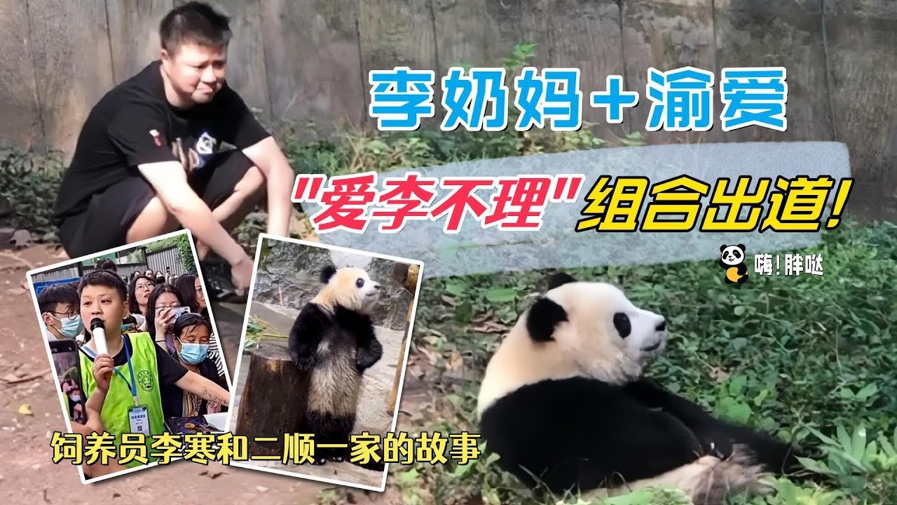 成都有谭爷爷花花“谭崩”组合，重庆有李奶妈和渝爱“爱李不理”。饲养员李寒和大熊猫二顺一家的有趣故事