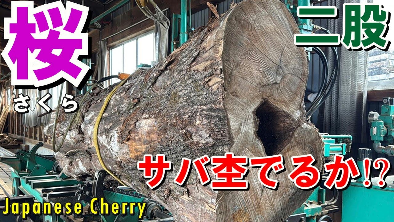宮城県産サクラ二股原木を製材！サバ杢＆独特な色味の一枚板が登場