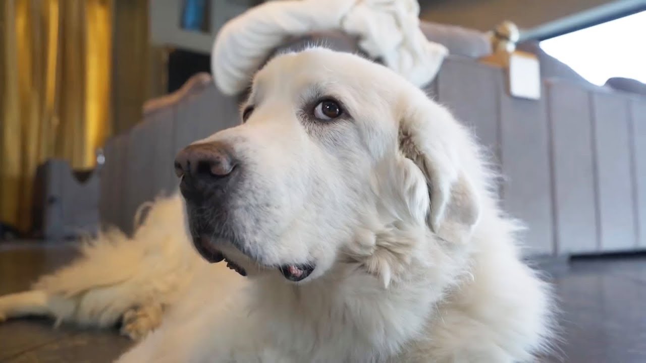 A Year with a Great Pyrenees