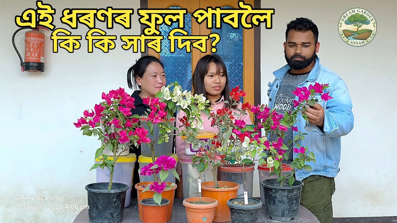 How to Prepare Best Mix Organic Fertilizers for Bougainvillea Flower Plants | Dream Garden Assam 