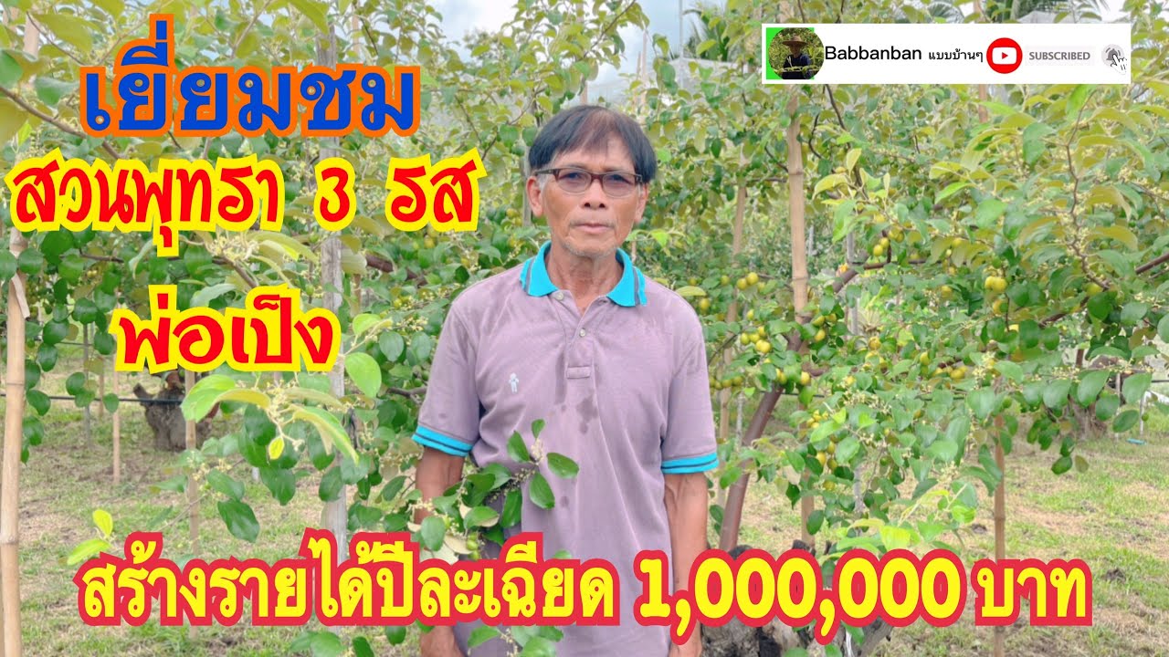สวนพุทรา 3 รสพ่อเป็ง แนะนำการปลูก รายได้หลักแสนต่อปี พร้อมให้คำปรึกษาการปลูกฟรี @babbanban