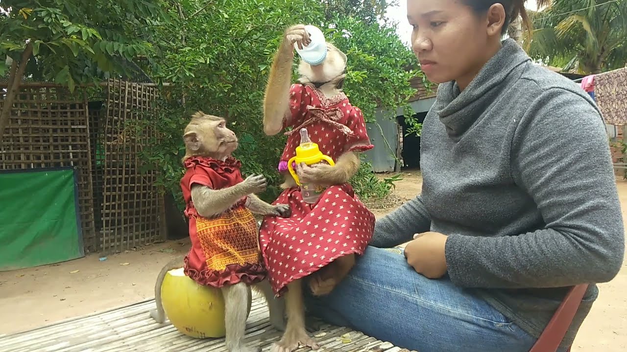 YaYa Enjoys Juice By Mom Cutting Coconut