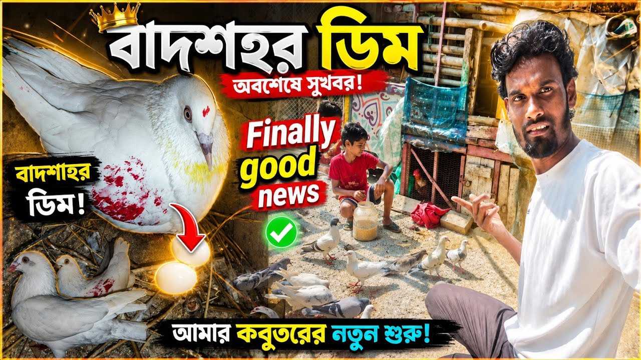 FINALLY বাদশার বউ ডিম পারল😘।kobutor and bird vlog# sakib pigeon lover