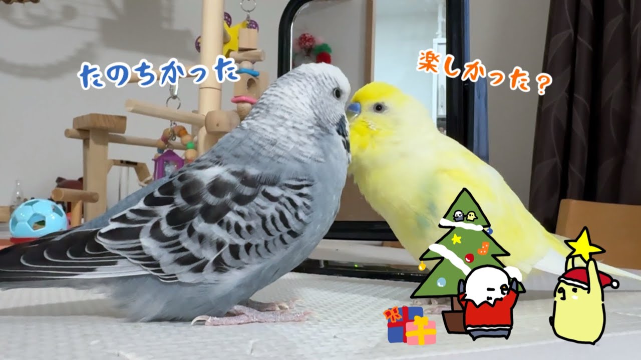 成鳥ジャンボをお迎えして1年。おしゃべり上手になりました【初めてのXmas】