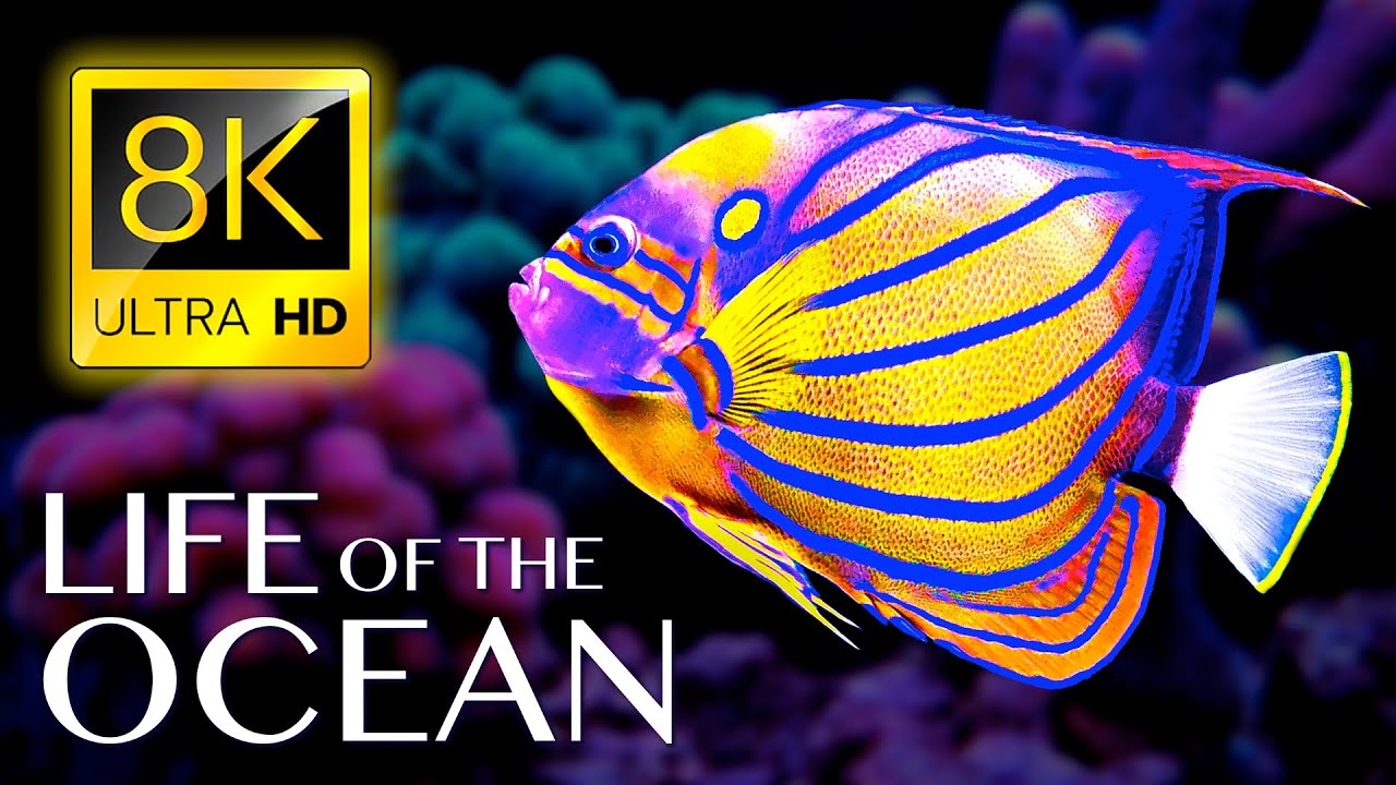Life of the Ocean 8K ULTRA HD - 500 морских видов с расслабляющей музыкой и звуками океана