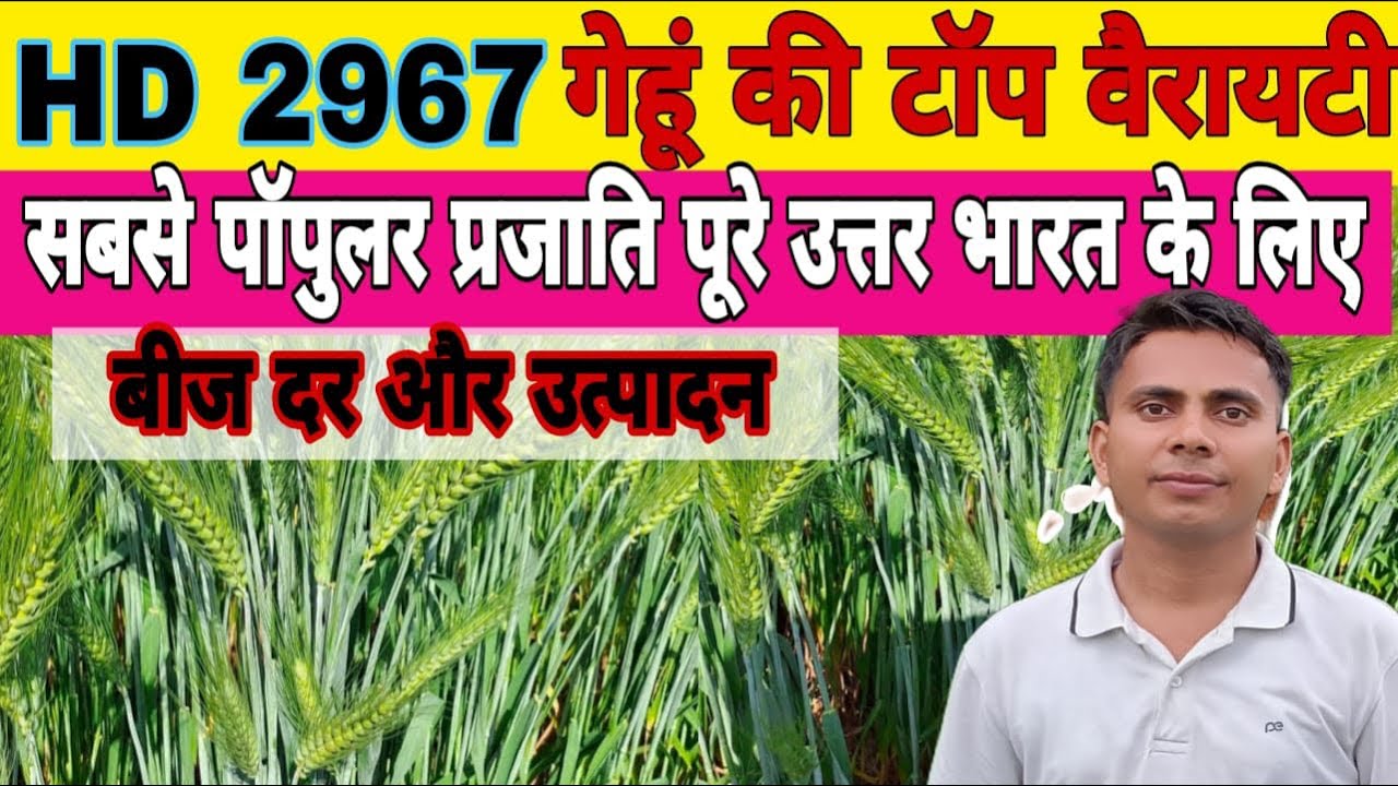 HD 2967 best variety of wheat II Wheat cultivation I Best variety of wheat, popular variety, abun...