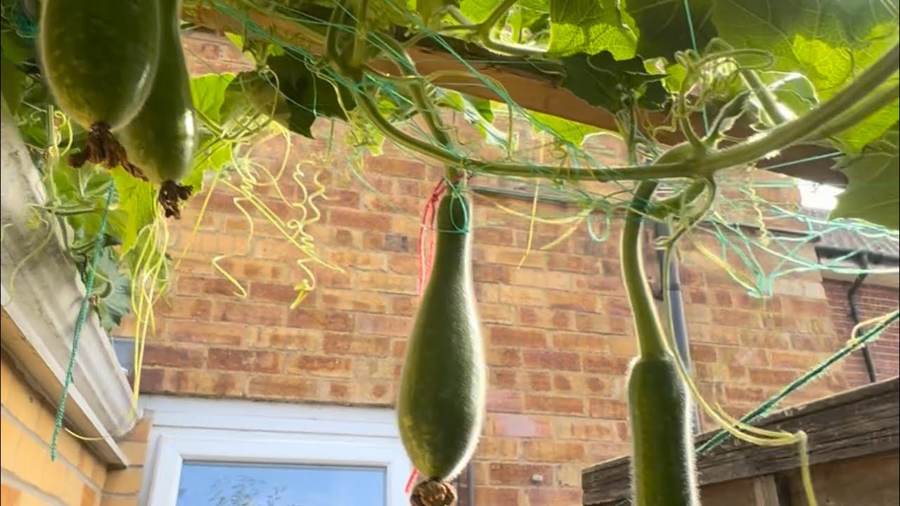 gardening in London. #londontosylhet #bangladesh