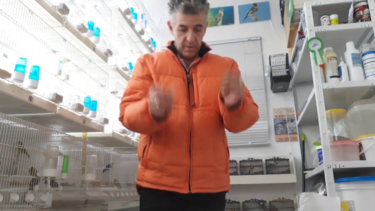 cómo mantener el alpiste  para que no se pique y evitar las palomitas