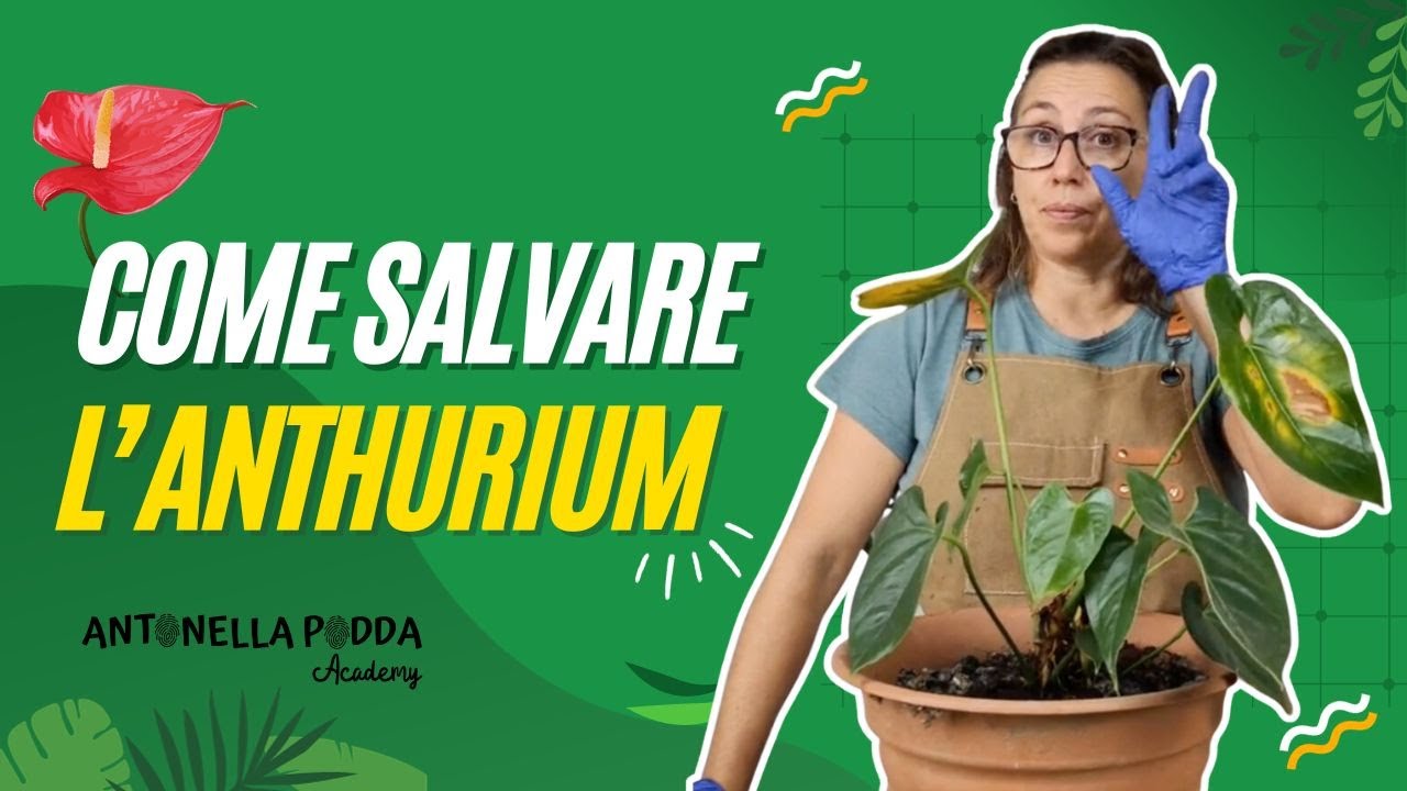 Come salvare l'Anthurium - Rinvaso e altri consigli preziosi