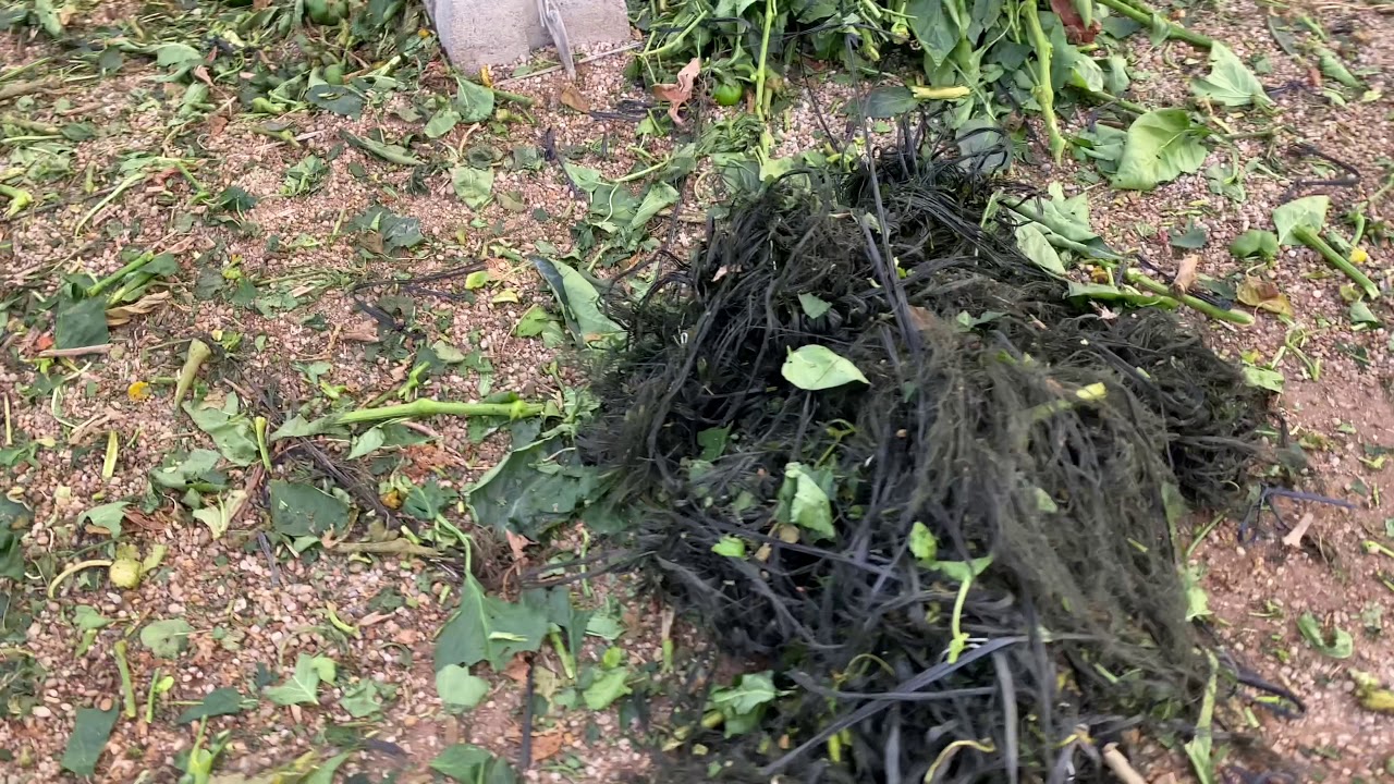 Trituradora de restos vegetales y los separa lo hilo plástico [Guita] I Invernadero Almería.