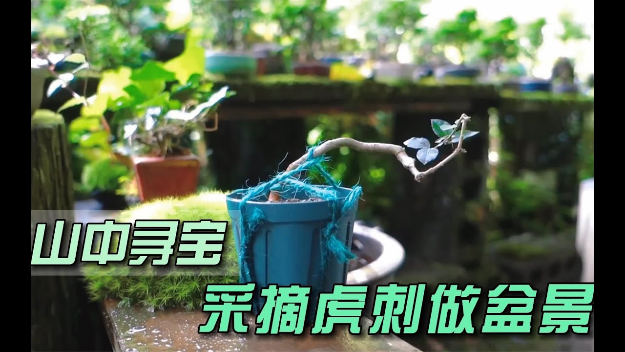 山中寻宝！发现一棵虎刺，挖下山做成盆景，成品太漂亮了！