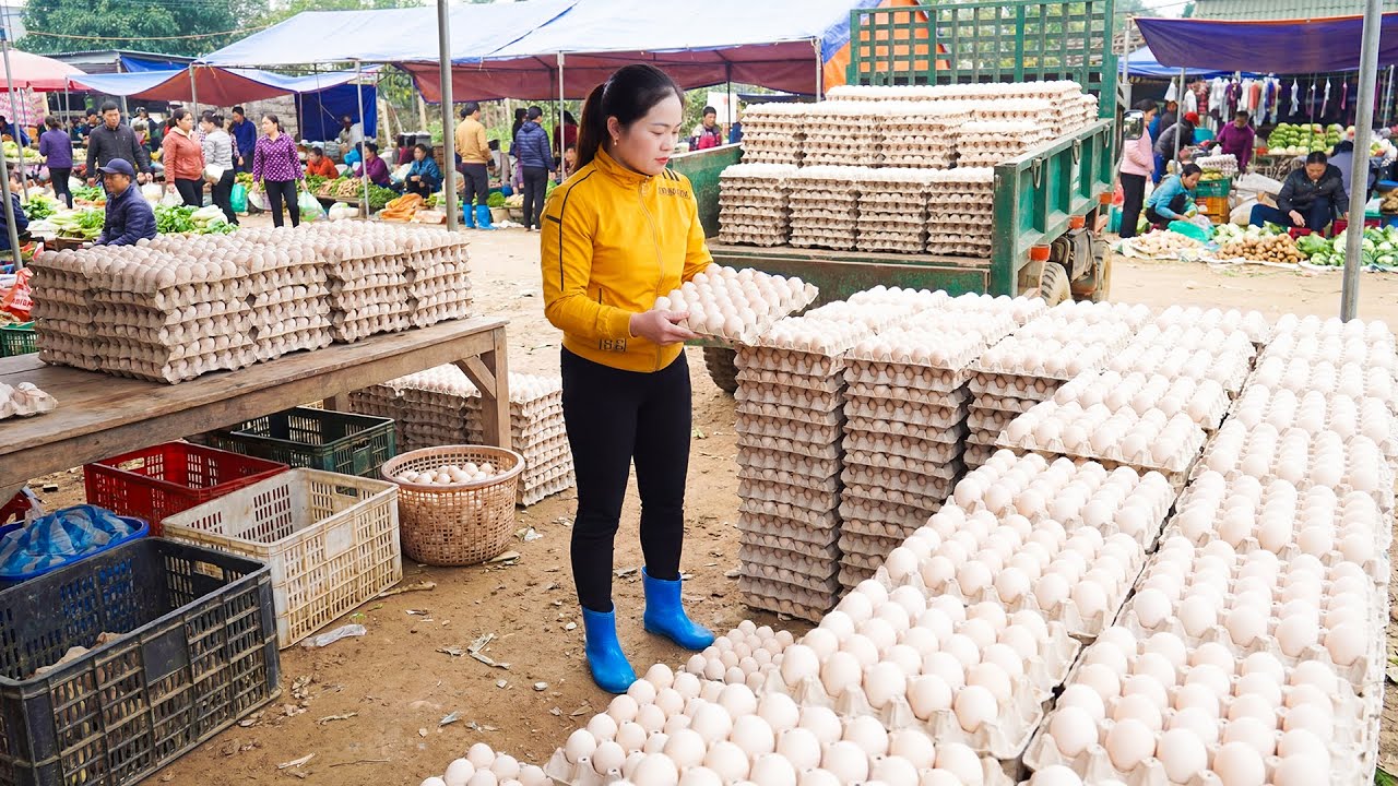 Harvesting 1000+ Duck Eggs, Use Truck Go to Countryside Market Sell - Build Nest For Goose Lay Eggs